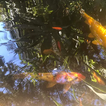 Casa Simba (adults Only) 4* אסטפונה